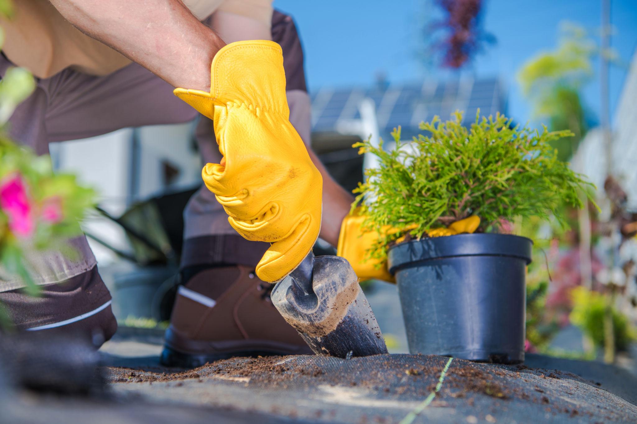 Gardener planting in a landscaped bed